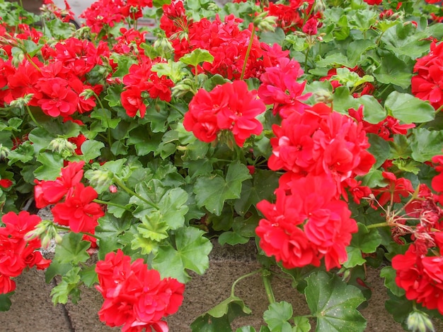 Flor de gerânio vermelho