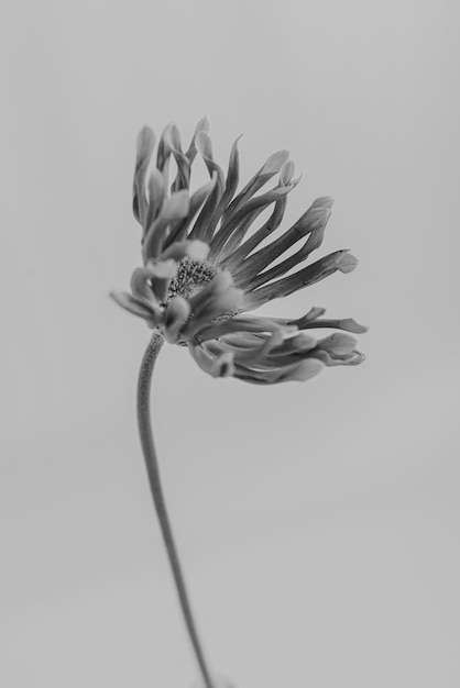 Flor de Gerber preta e branca Estética minimalista composição floral de natureza morta