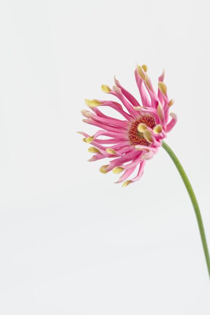 Flor de gerber rosa em fundo branco Composição floral de natureza morta minimalista e elegante