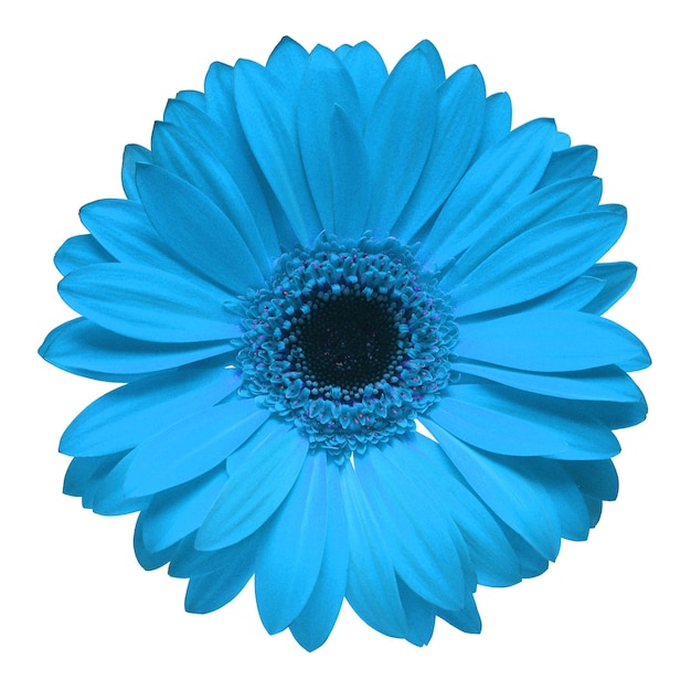 Flor de gerbera azul isolada no fundo branco Vista superior plana leiga