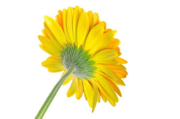 Flor de gerbera closeup em fundo branco