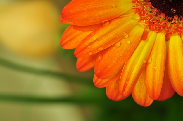 flor de gerbera laranja com gotas de água boa para papel de parede