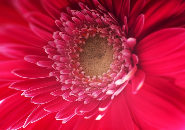 Flor de gerbera vermelha