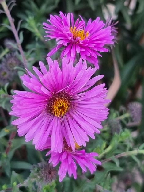 Flor de gerbera violeta-rosa no jardim. Fechar-se. Para projeto. Natureza.