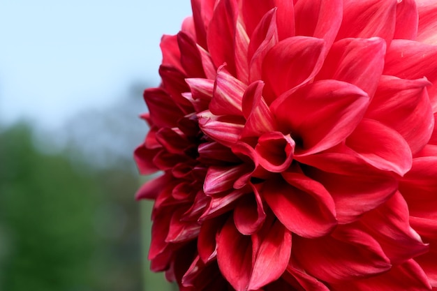 Flor de Gergina vermelha florescendo