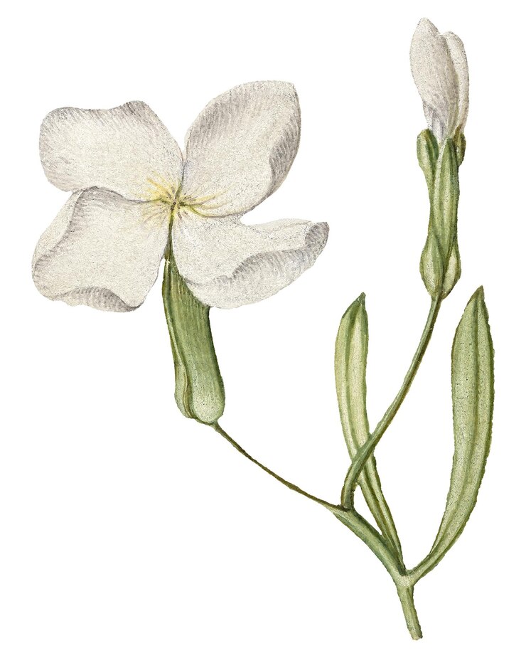 Foto flor de germander desenhada à mão png