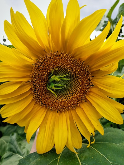 Flor de girassol amarela brilhante com defeito de pétala verde no centro chapéu de girassol