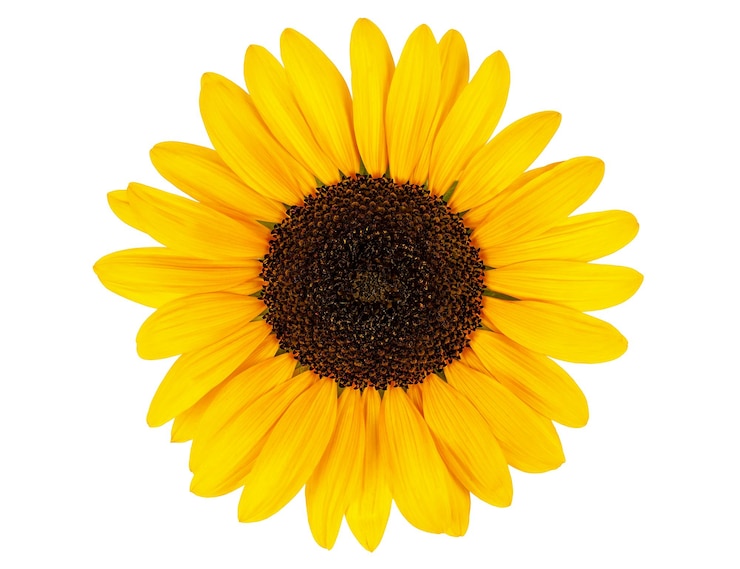Foto flor de girassol amarela em fundo branco