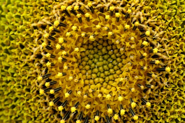 Flor de girassol amarelo brilhante desabrochando em macro fotografia de um dia de verão