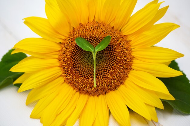 Flor de girassol com micro mudas dentro, isolada em um branco