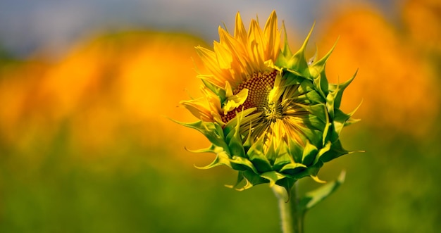 Flor de girassol desabrochando no campo Belo fundo amarelo natural