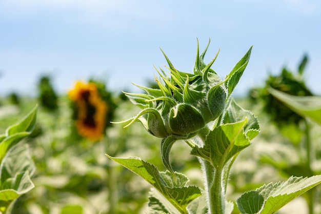 Flor de girassol em campo agrícola