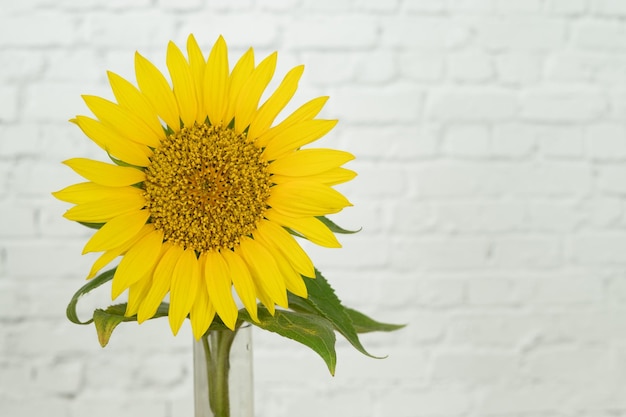 Flor de girassol em fundo branco Copiar espaço Foto horizontal