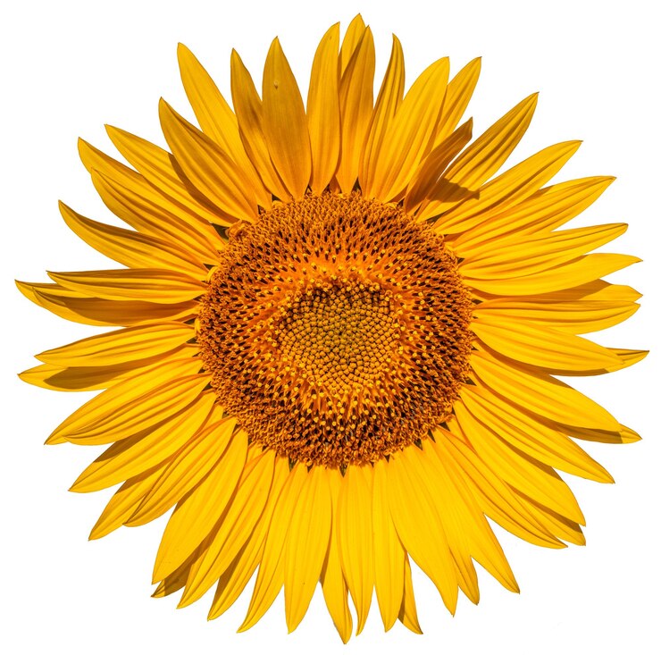 Foto flor de girassol em fundo branco em close
