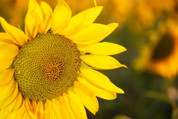 Flor de girassol em primeiro plano com plantação no fundo