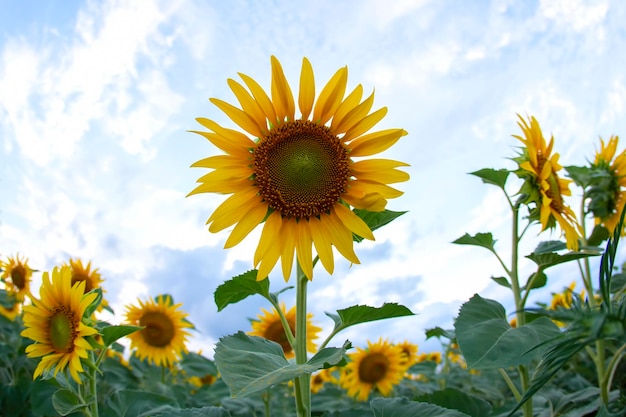 Flor de girassol em um campo em raios de sol no céu. agricultura e agroindústria