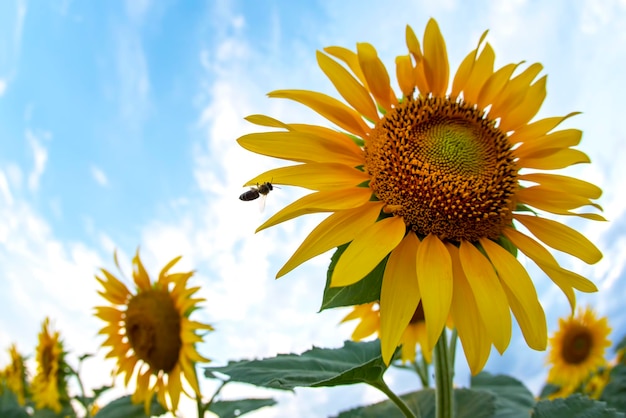 Flor de girassol em um campo em raios de sol no céu. agricultura e agroindústria