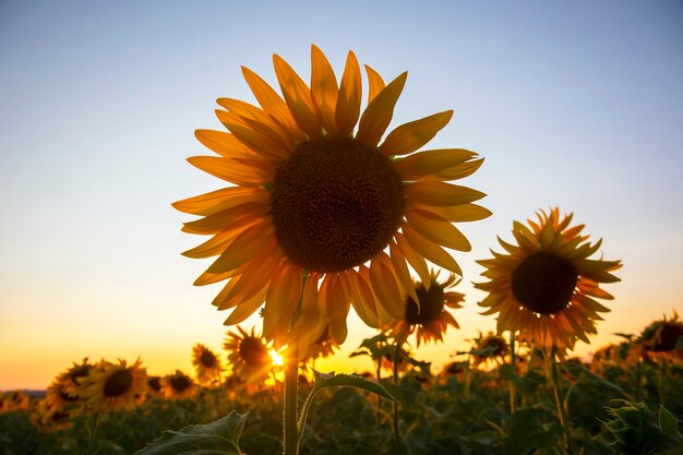 Flor de girassol em um campo sob os raios de sol contra o céu