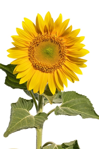 Flor de girassol em um fundo branco fechar