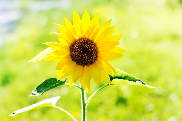 Flor de girassol em uma luz de fundo em um dia ensolarado de verão