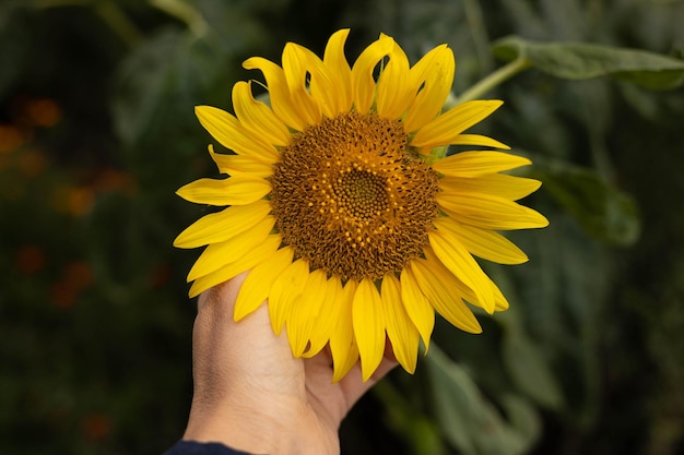 Flor de girassol em uma mão.