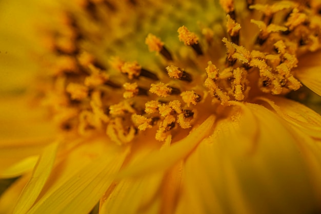 Flor de girassol fecha o fundo da fotografia macro