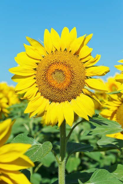 Flor de girassol na plantação no Cáucaso