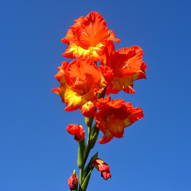 Flor de gladíolo amarelo-alaranjado brilhante contra o céu azul