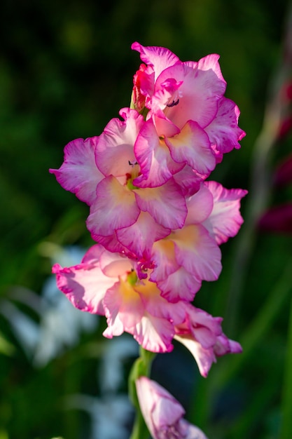 Flor de gladíolo florescendo com pétalas rosa e brancas na foto de close-up de verão