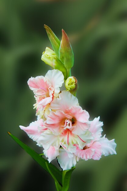 Flor de gladíolo rosa branca encontra o sol da manhã e se alegra no verão linda flor de gladíolo isolada em fundo verde