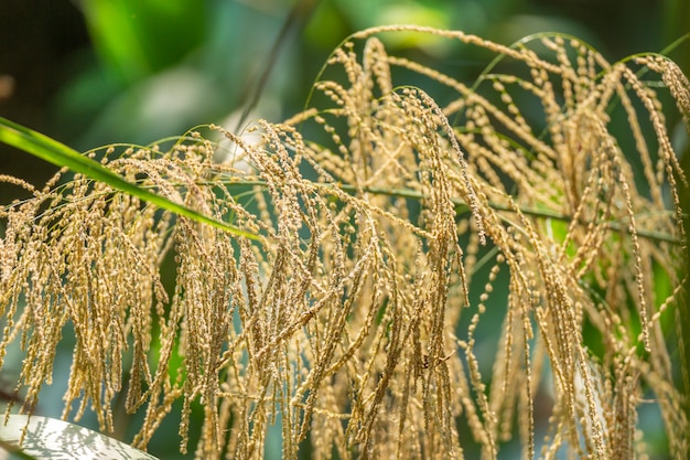 Flor de grama de bambu