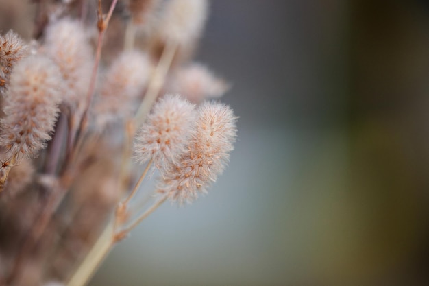 Foto flor de grama em foco suave e borrada com estilo vintage para o fundo