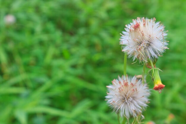 flor de grama em fundo verde