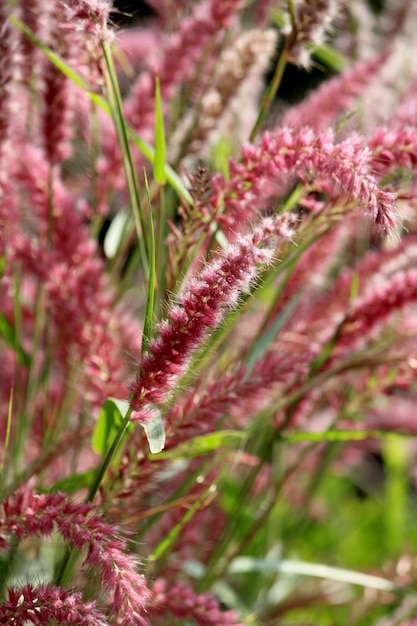 Flor de Grama Selvagem Badami Bagalkot