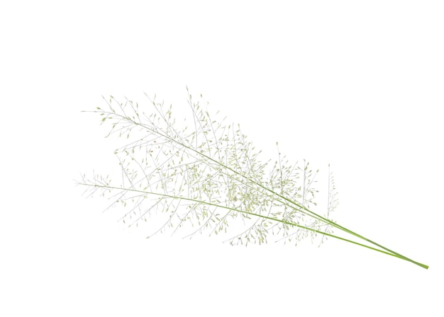 Flor de grama selvagem isolada no fundo branco
