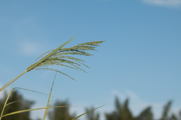 flor de grama sobre fundo de céu azul