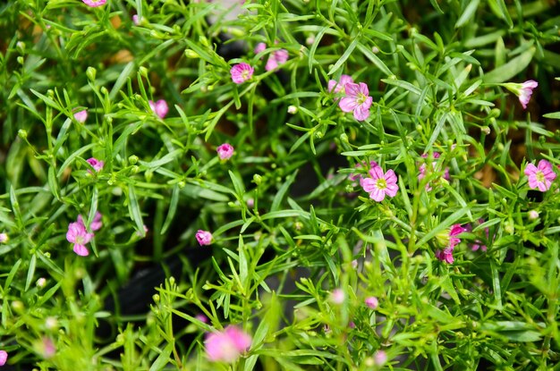 Foto flor de gypsophila paniculata no parque