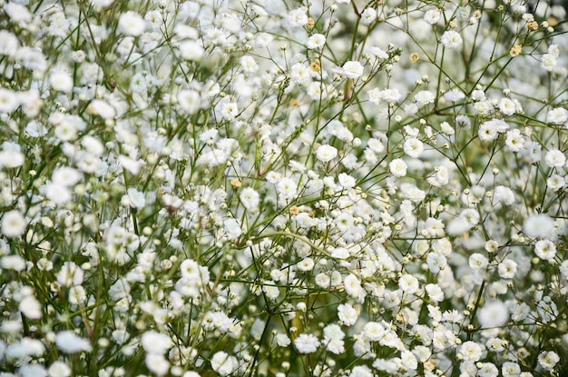 Flor de Gypsophila paniculata