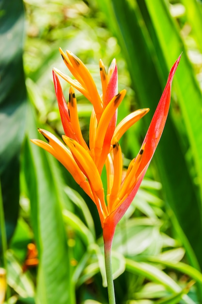 Flor de Heliconia com folha verde.