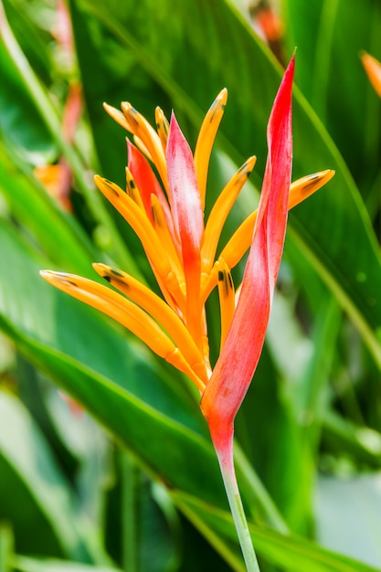 Flor de Heliconia com folha verde.