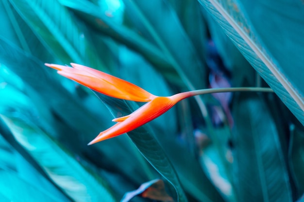 Flor de Heliconia laranja sobre fundo de natureza de folha tropical clara e escura