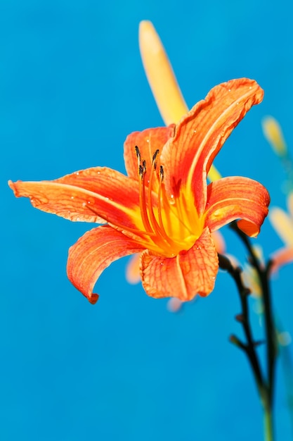 Flor de hemerocallis laranja fechar ao ar livre