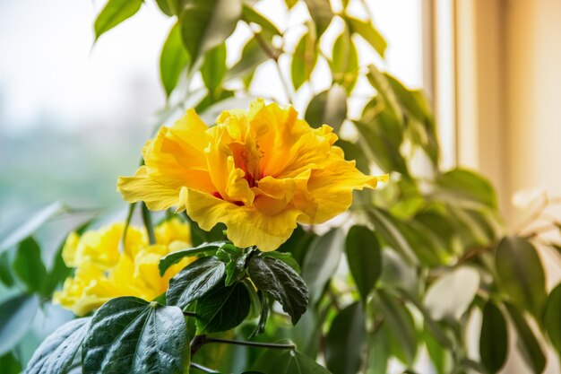 Flor de hibisco amarelo floricultura em casa