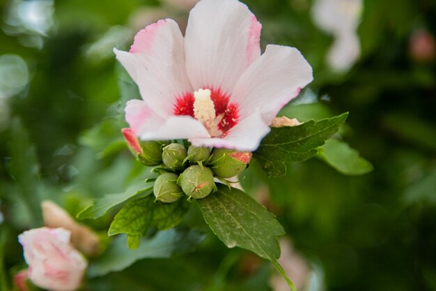 Flor de hibisco, arbusto gramado de perto cercado por folhas verdes