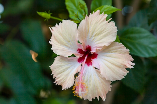 flor de hibisco branco na natureza.