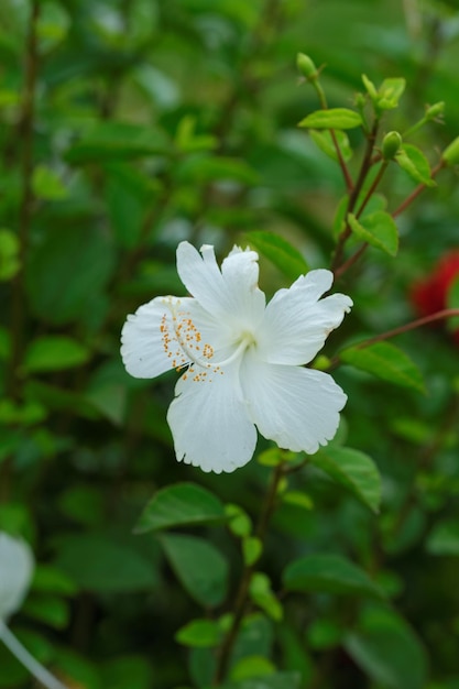 Flor de hibisco branco ou sapateiro no nome latino do jardim é hibisco rosa sinensis