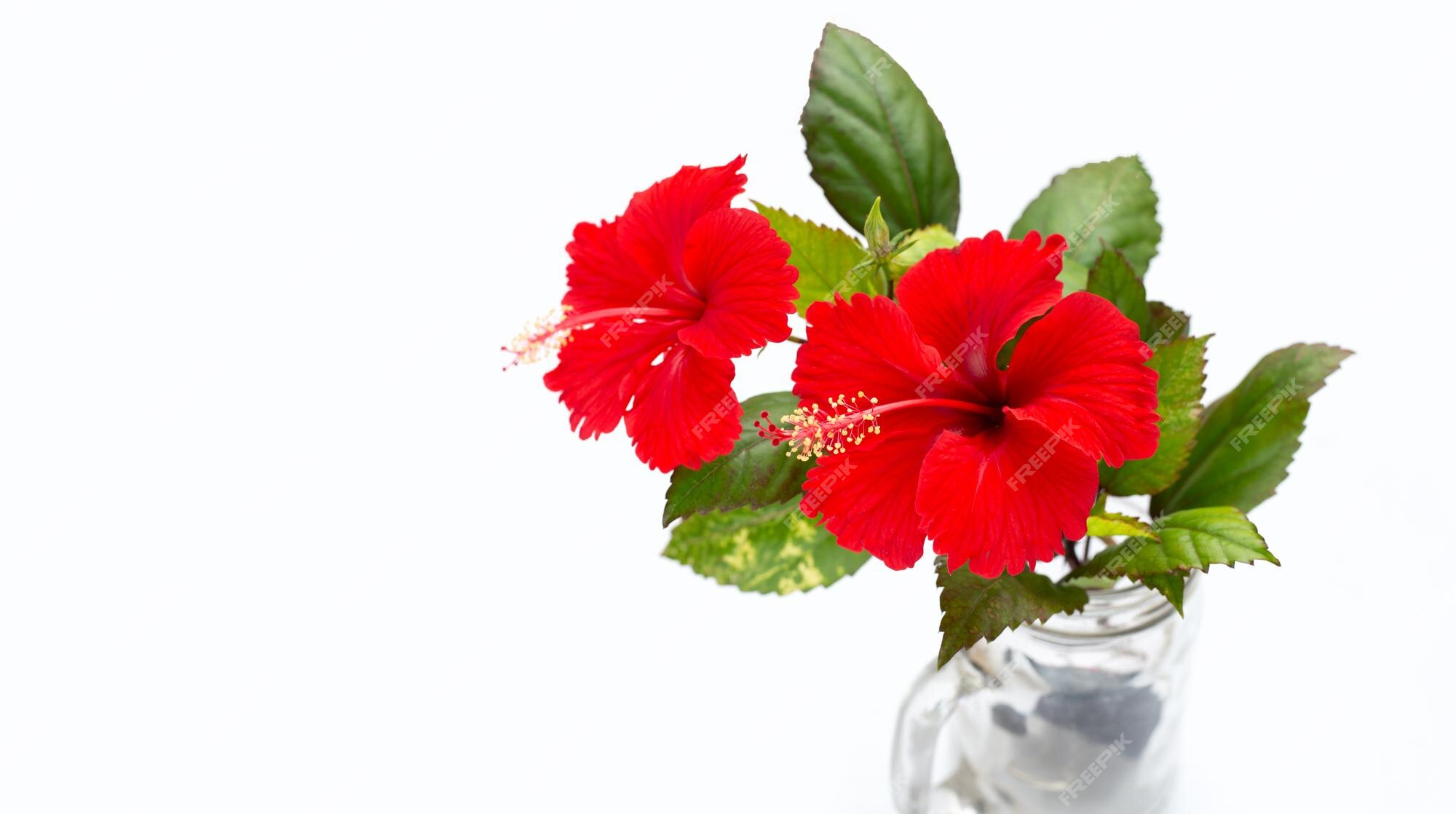 Flor de hibisco com folhas em vaso no fundo branco | Foto Premium