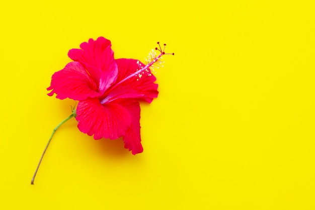 Flor de hibisco com folhas sobre fundo amarelo.