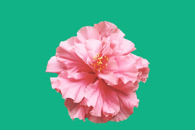 Flor de hibisco com fundo verde mínimo.