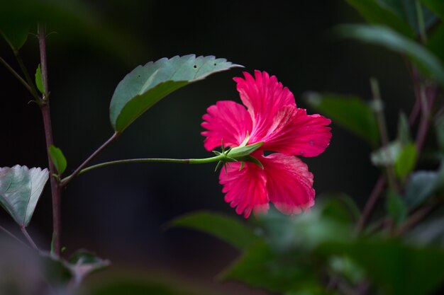 Flor de hibisco da família da malva malvaceae hibiscus rosasinensis conhecida como flor do sapato